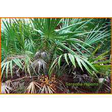 Saw Palmetto Extract, Lemon Balm Extract & Black Cohosh Extract